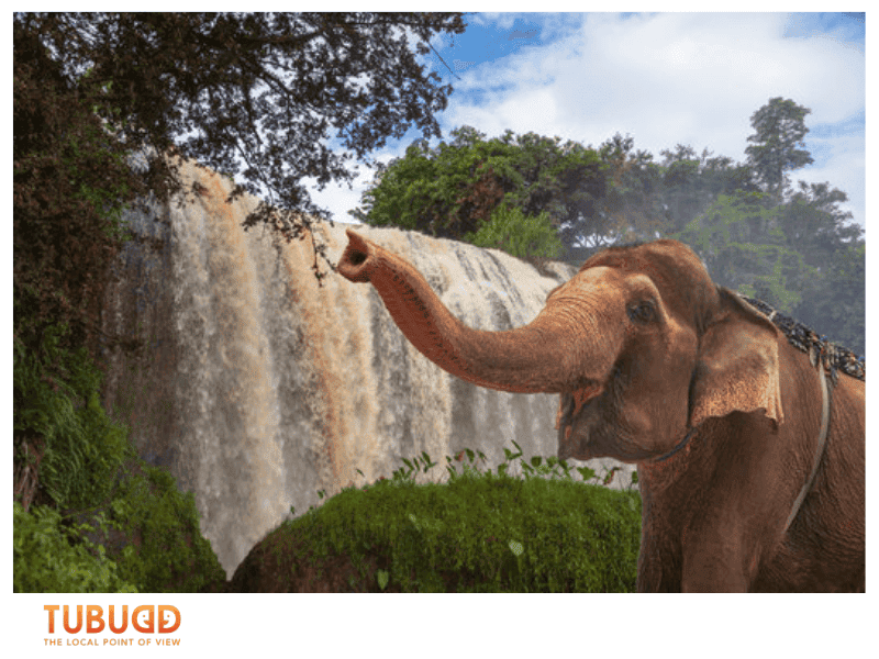 Elephant Waterfall