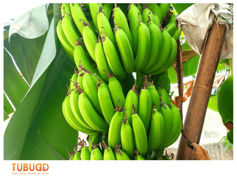 How Vietnamese Banana Is Used in Local Cuisine