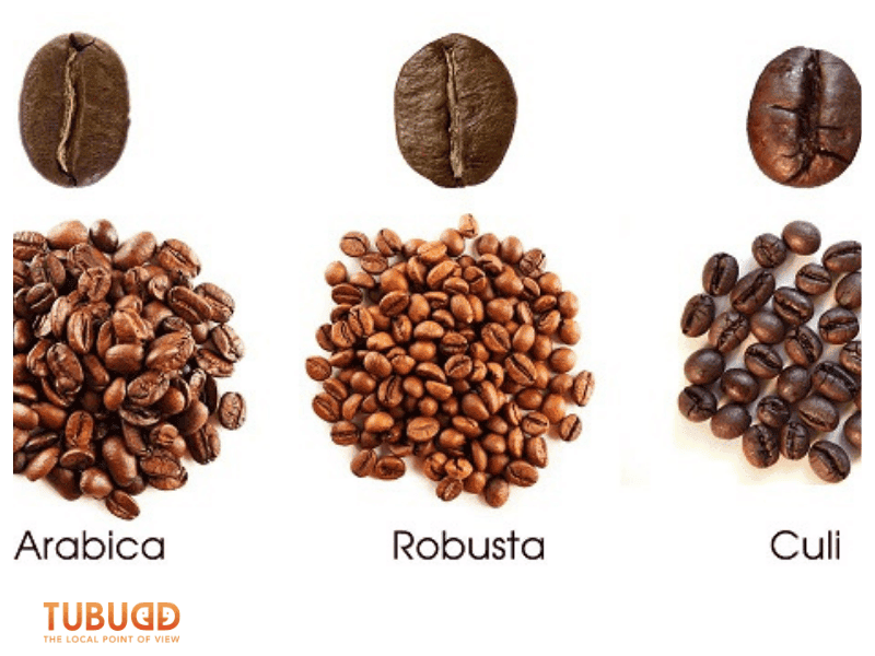 Robusta vs Arabica: Why Vietnamese Coffee Beans Are Mostly Robusta