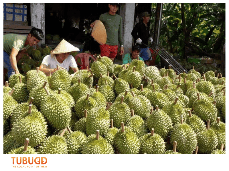 What Is Durian and Why Is It Famous in Vietnam