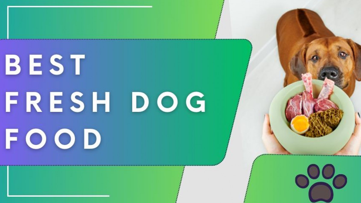 Best Fresh Dog Food Top 5 Delivery Subscriptions