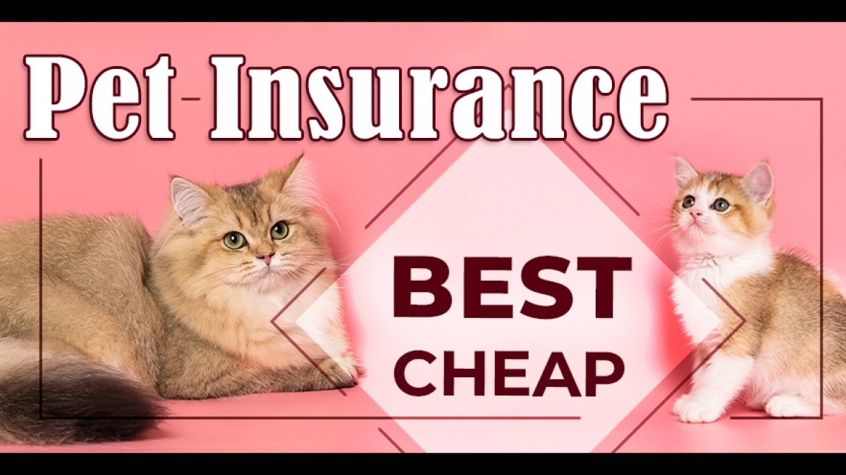 10 Best Cheap Pet Insurance Companies and Plans of 2024 for Cats and Dogs