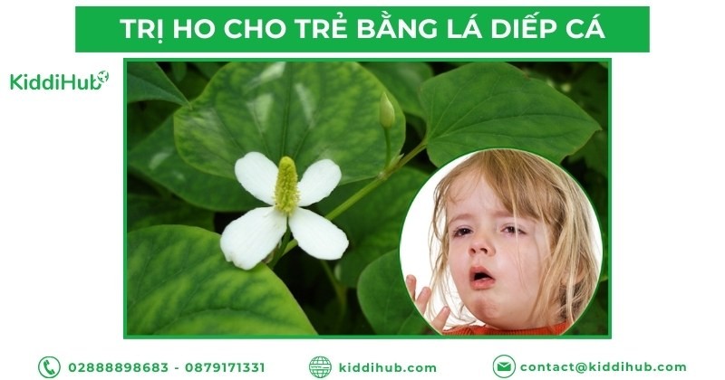 Trị ho cho trẻ bằng lá diếp cá