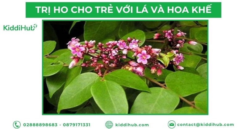 Trị ho cho trẻ với lá và hoa khế