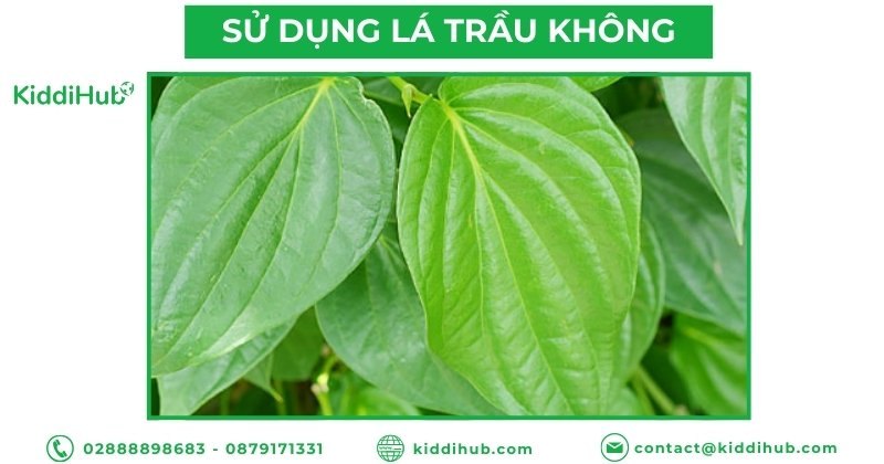 Sử dụng Lá trầu không