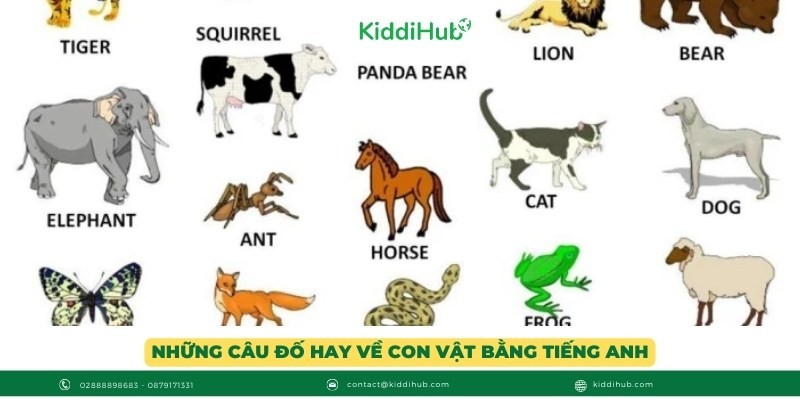 Những câu đố hay về con vật bằng tiếng Anh