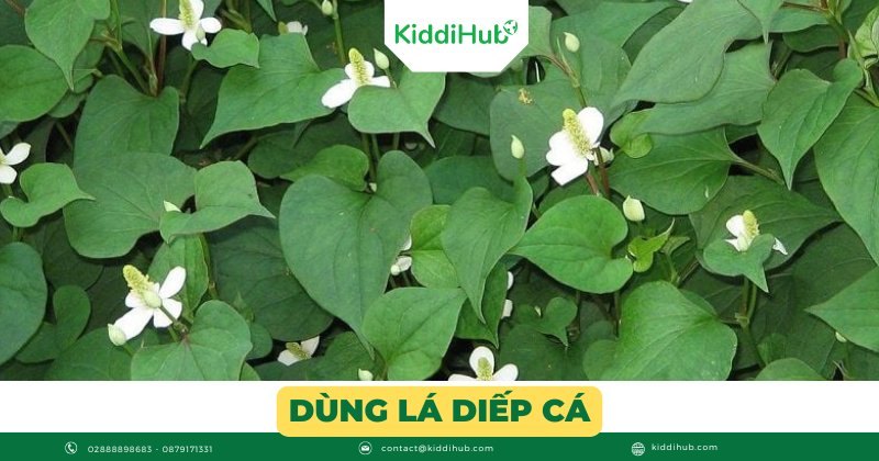 Dùng lá diếp cá