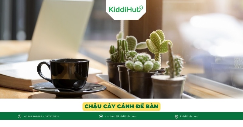 Chậu cây cảnh để bàn