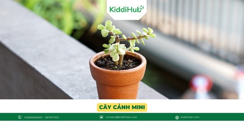 Cây cảnh mini