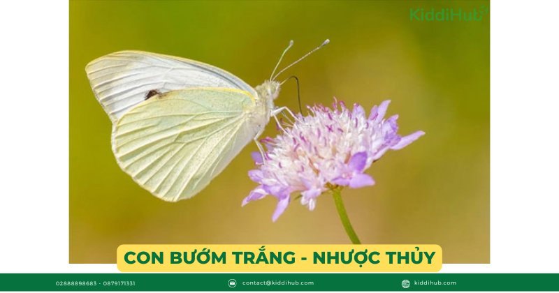 Con bướm trắng - Nhược Thủy