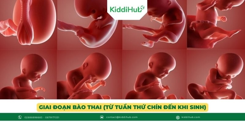 Giai đoạn bào thai (từ tuần thứ chín đến khi sinh)