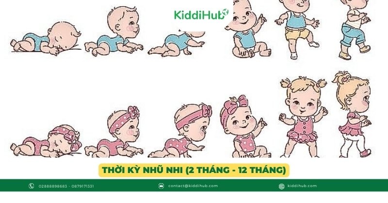Thời kỳ nhũ nhi (2 tháng - 12 tháng)