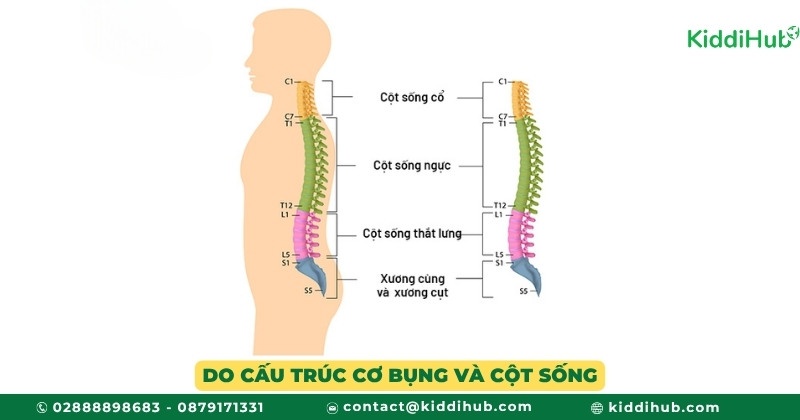 Do cấu trúc cơ bụng và cột sống