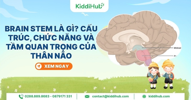Brain stem là gì? Cấu trúc, chức năng và tầm quan trọng của thân não