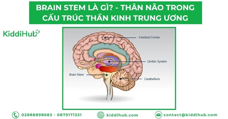 Brain stem là gì? - Tìm hiểu tổng quan về thân não trong cấu trúc thần kinh trung ương