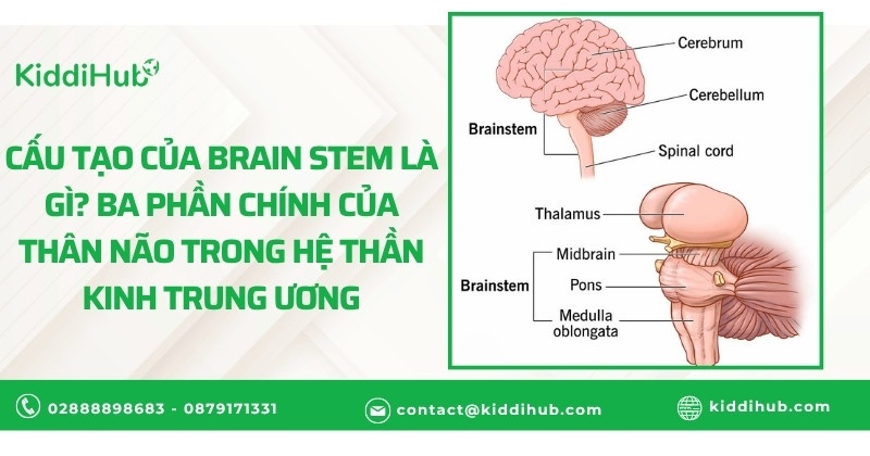 Cấu tạo của brain stem là gì? Ba phần chính của thân não trong hệ thần kinh trung ương