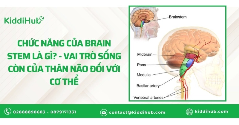 Chức năng của brain stem là gì? - Những vai trò sống còn của thân não đối với cơ thể
