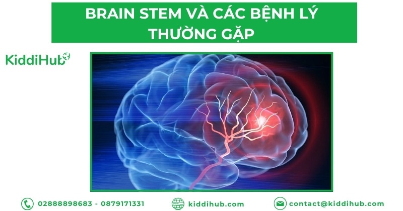 Brain stem và các bệnh lý thường gặp