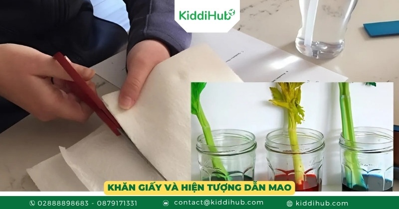 Khăn giấy và hiện tượng dẫn mao