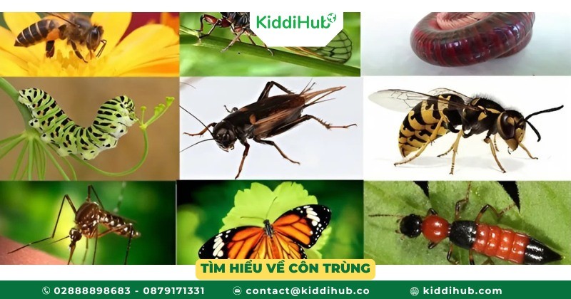 Tìm hiểu về Côn trùng