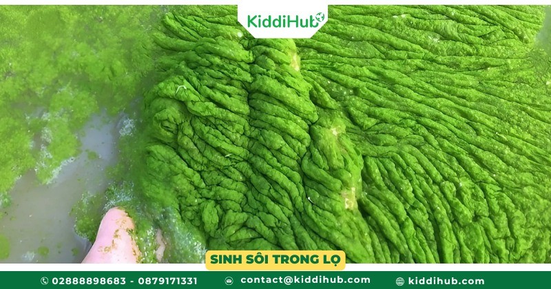 Sinh sôi trong lọ