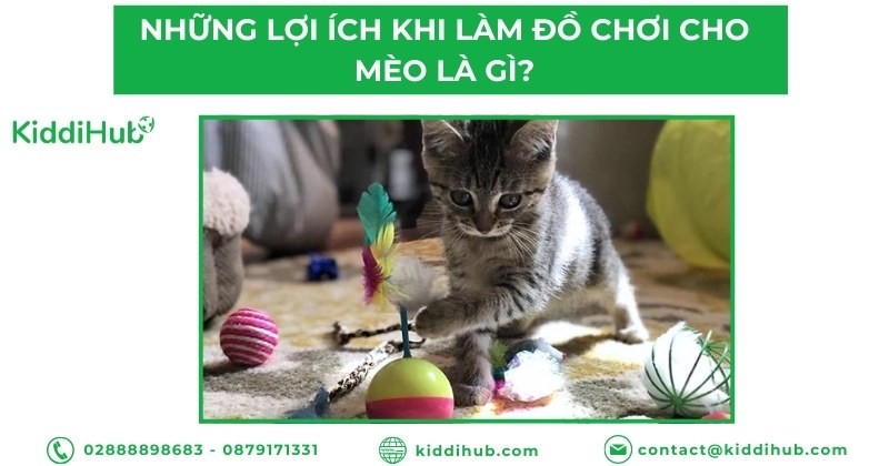 Những lợi ích khi làm đồ chơi cho mèo là gì?