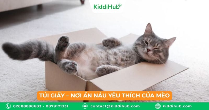 Túi giấy – nơi ẩn náu yêu thích của mèo