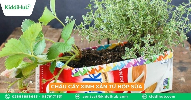 Chậu cây xinh xắn từ hộp sữa