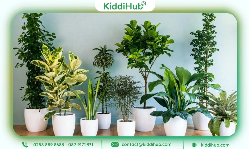 Quà tặng cô giáo 20/10 với chậu cây trang trí xanh mát, thư giãn