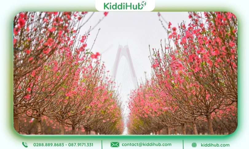 Hình ảnh Tết Nguyên Đán 2026 rừng hoa Đào khoe sắc thắm