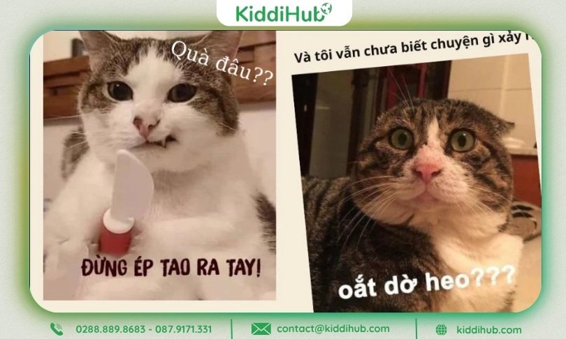 Hình ảnh 20/10 hài hước