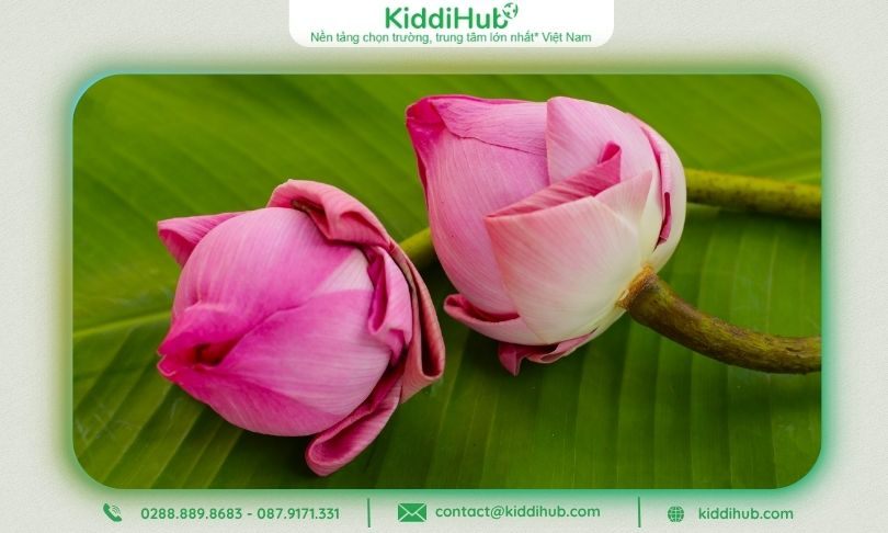 Hoa sen hồng bắt mắt
