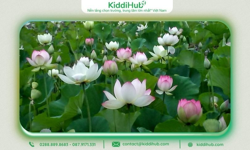 Hoa sen trắng thuần khiết, giản dị