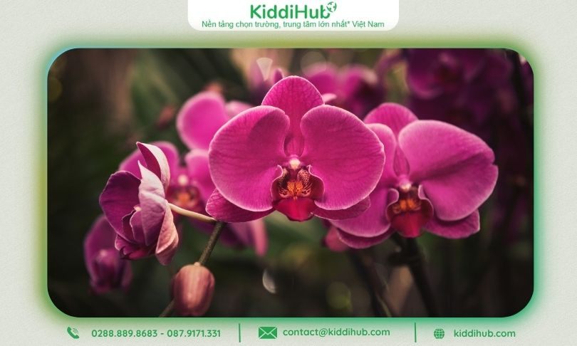 Hoa lan tím thể hiện sự ngưỡng mộ, đẳng cấp