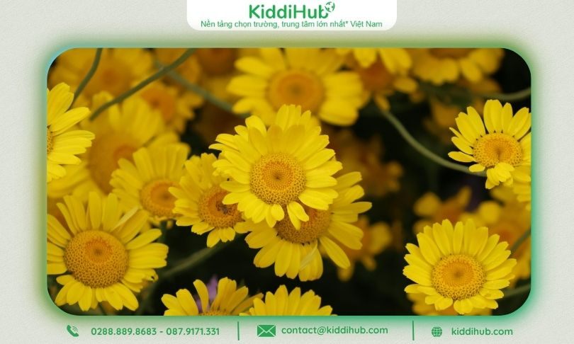 Hoa đồng tiền vàng thể hiện sự may mắn, giàu sang