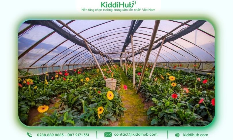 Check-in giữa cánh đồng hoa làng Tây Nựu rực rỡ trong ngày lễ Phụ nữ Việt Nam