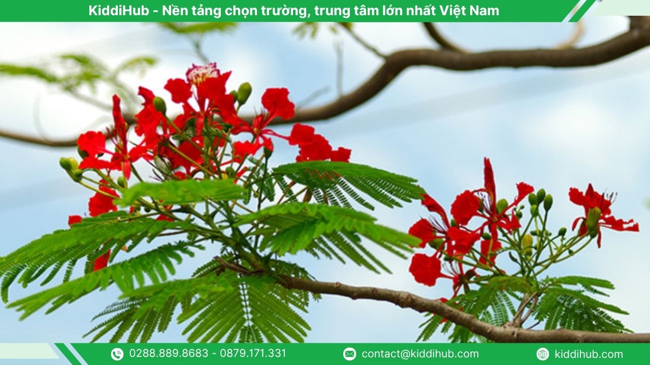 Cây phượng sân trường