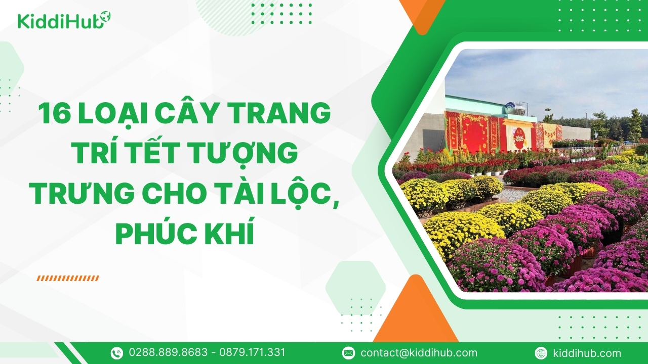 16 loại cây trang trí Tết tượng trưng cho tài lộc, phúc khí
