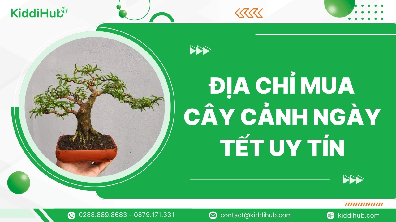 Địa chỉ mua cây cảnh ngày Tết uy tín