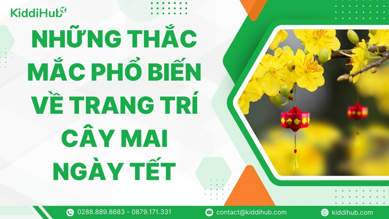 Những thắc mắc phổ biến về trang trí cây mai ngày Tết