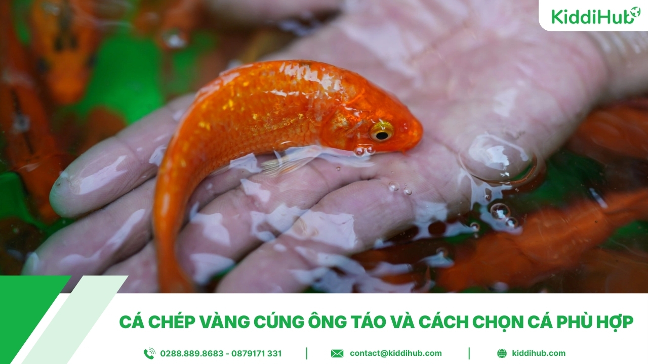 Cá chép vàng cúng ông Táo và cách chọn cá phù hợp