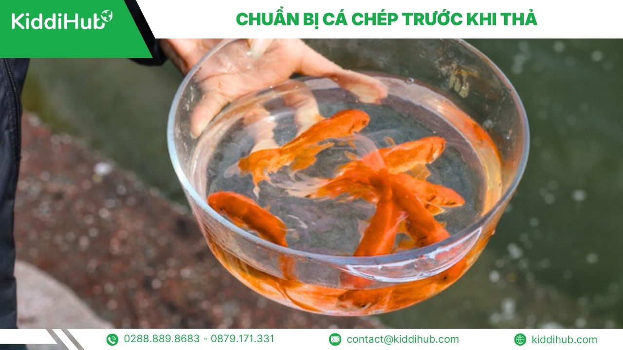 Chuẩn bị cá chép trước khi thả
