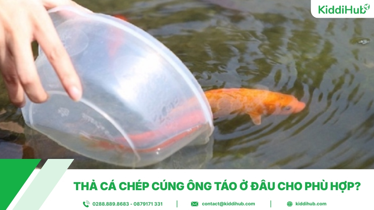 Thả cá chép cúng ông Táo ở đâu cho phù hợp?