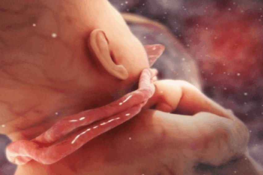 bung-bau-keu-bup-bup