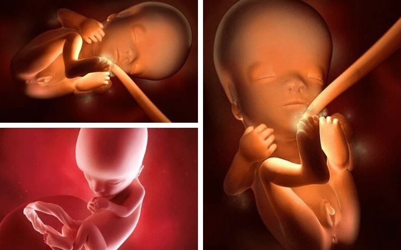 bo-phan-sinh-duc-cua-thai-nhi-phat-trien-cham