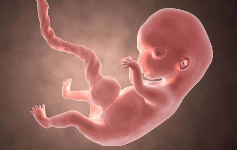 thai-nhi-phat-trien-nhanh-nhat-khi-nao