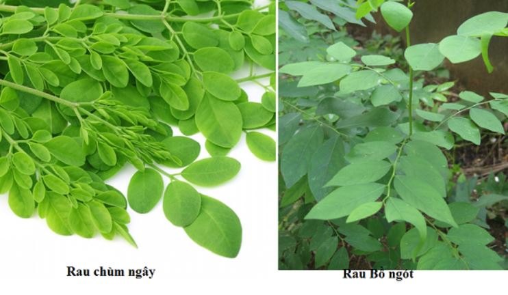 sinh-mo-bao-lau-thi-an-duoc-nep