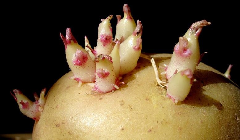 say-thai-uong-nuoc-rau-ngot-song