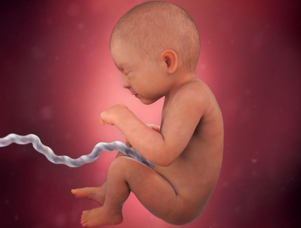 thai-nhi-phat-trien-nhanh-nhat-khi-nao