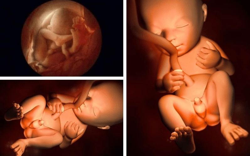 bo-phan-sinh-duc-cua-thai-nhi-phat-trien-cham